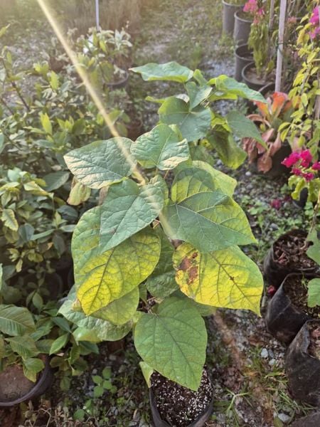 Clerodendrum Trichotomum-Kanayan Kız Kalbi-Ağaç Yasemini