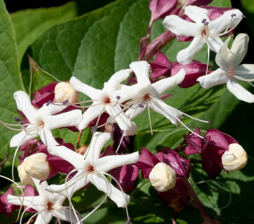Clerodendrum Trichotomum-Kanayan Kız Kalbi-Ağaç Yasemini