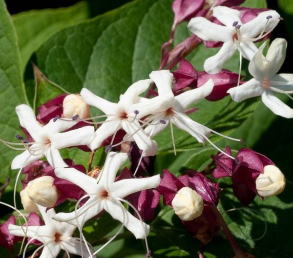 Clerodendrum Trichotomum-Kanayan Kız Kalbi-Ağaç Yasemini