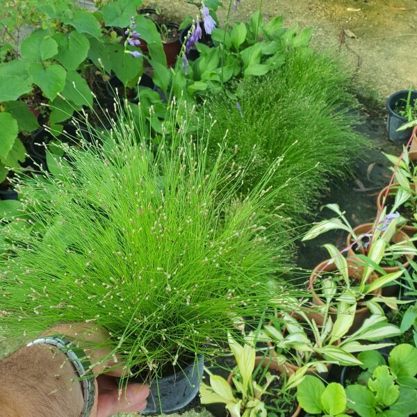 Scirpus Cernuus  (Isolepis Cernua)-Fiber Optik Çimi