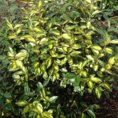 Eleagnus Ebbingei (Alacalı Kış İğdesi ) Fidanı