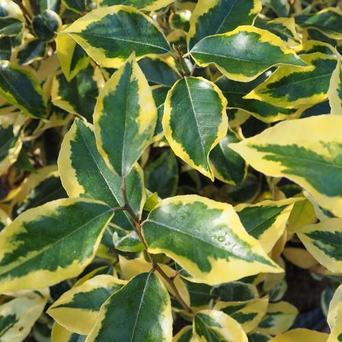 Eleagnus Ebbingei (Alacalı Kış İğdesi ) Fidanı