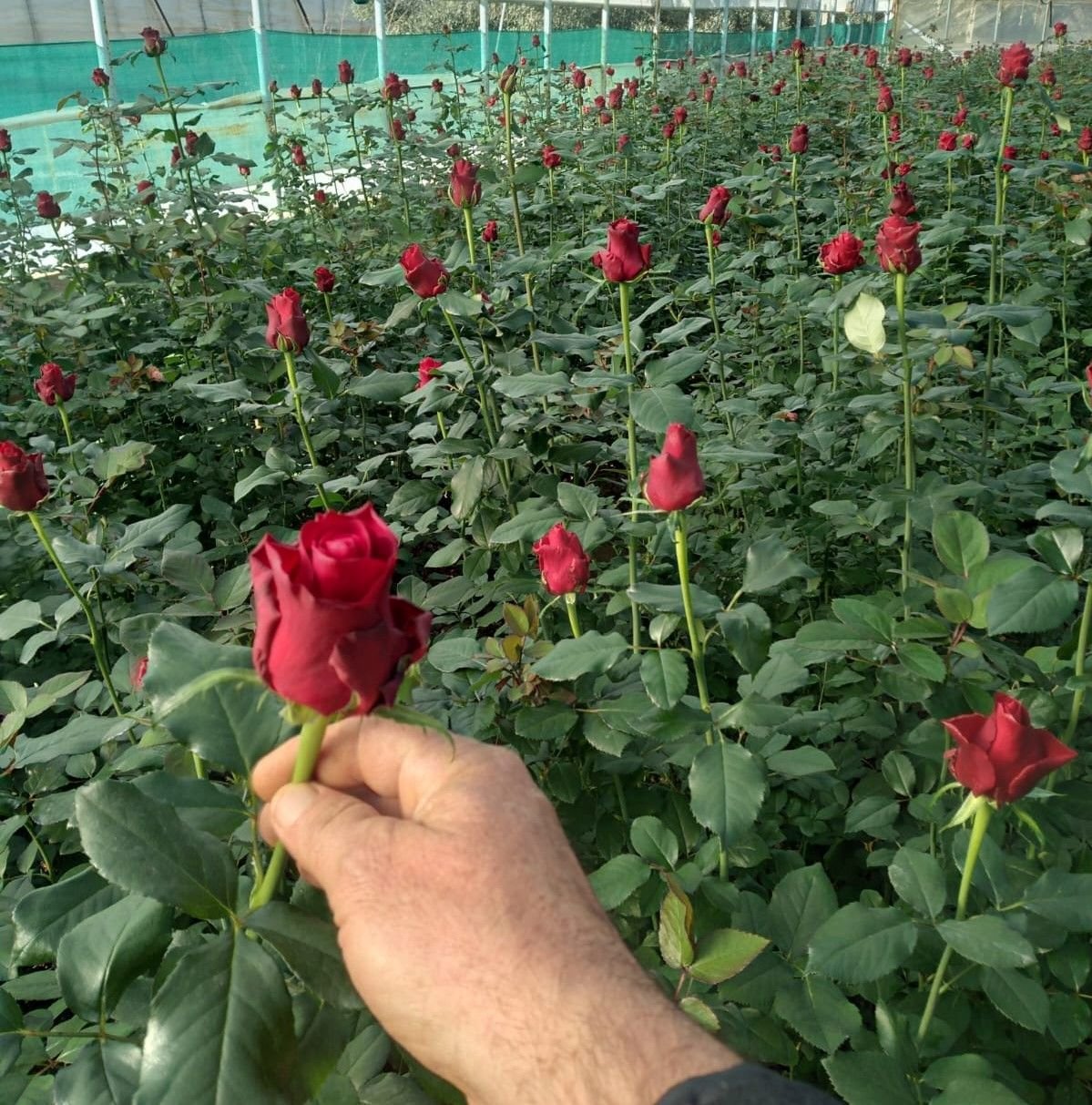 Aşılı Yediveren Rodos Gülü-Kesme Gül-4 Yaş-Saksılı