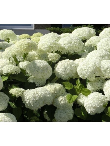 Hydrangea Arborescens (Yabani Ortanca) 0-20 cm