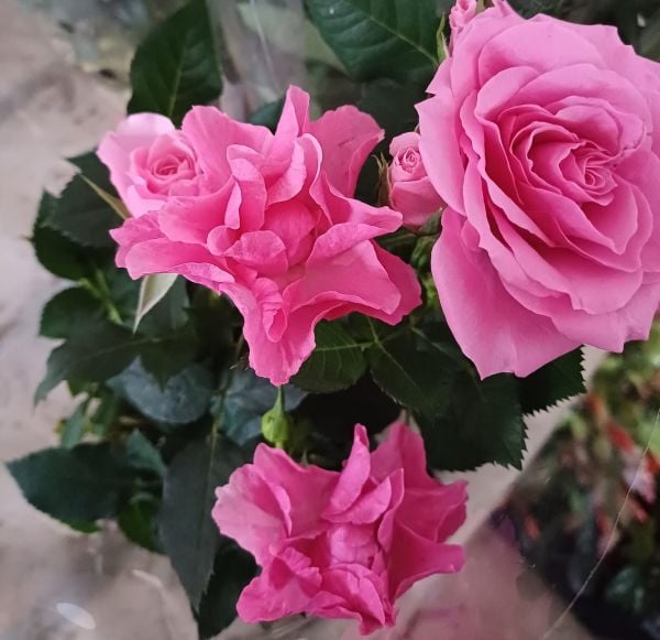 3,li  Dikim Bol Çiçekli Yediveren Bodur Güller Sarı Renk