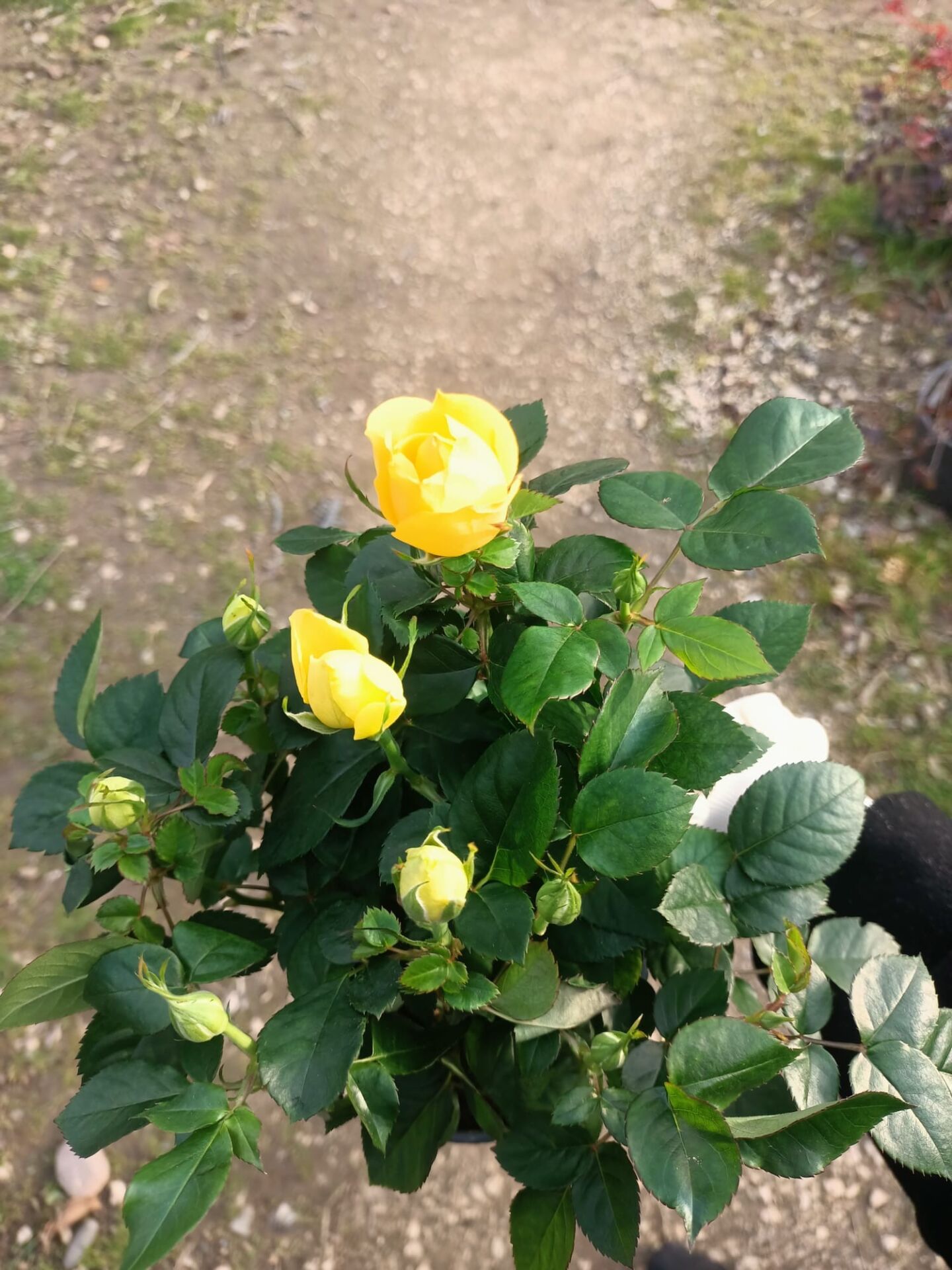 3,li  Dikim Bol Çiçekli Yediveren Bodur Güller Sarı Renk