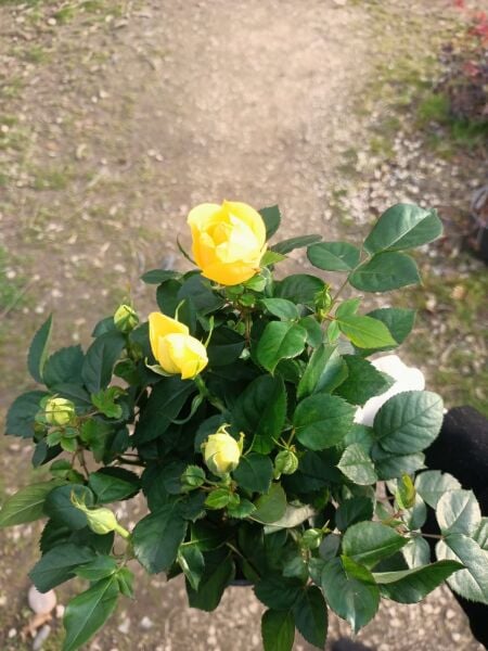 3,li  Dikim Bol Çiçekli Yediveren Bodur Güller Sarı Renk