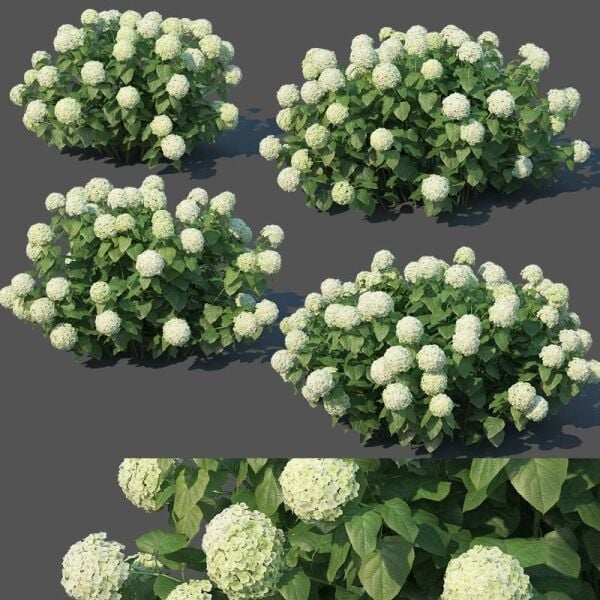 Hydrangea Arborescens (Yabani Ortanca) 0-20 cm