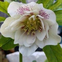 Helleborus Orientalis Hybridus Winter Sunshine -Canlı Bitki