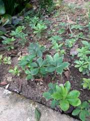 Helleborus Orientalis Hybridus Winter Sunshine -Canlı Bitki