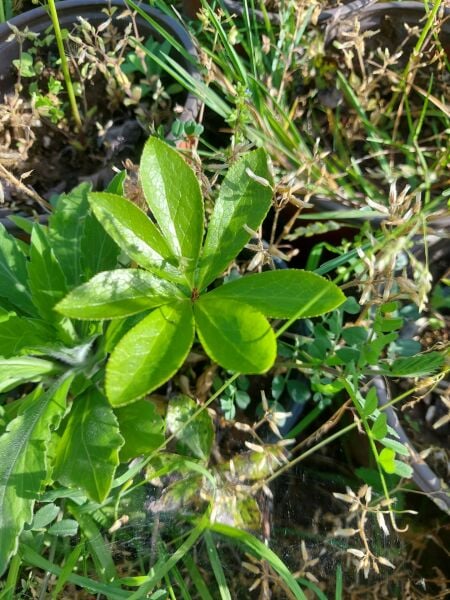 Katlı kırmızı noel gülü çiçeği helleborus double ellen red 10 cm