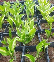 Alacalı Hosta Fidanı Ağustos Zambağı