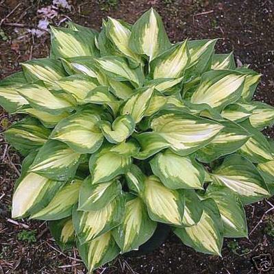 Alacalı Hosta Fidanı Ağustos Zambağı