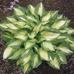 Alacalı Hosta Fidanı Ağustos Zambağı