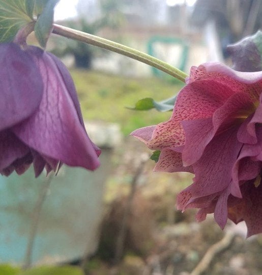 Katlı kırmızı noel gülü çiçeği helleborus double ellen red 10 cm