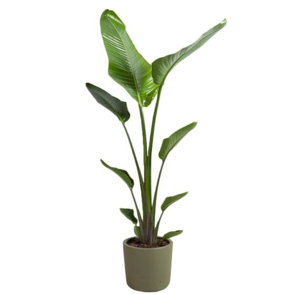 STARLİÇE  BOY 100 cm