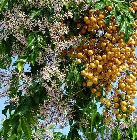 Azadirachta indica -Neem Ağacı 50 cm