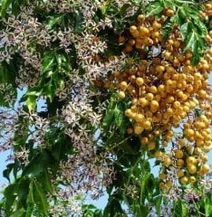 Azadirachta indica -Neem Ağacı 50 cm