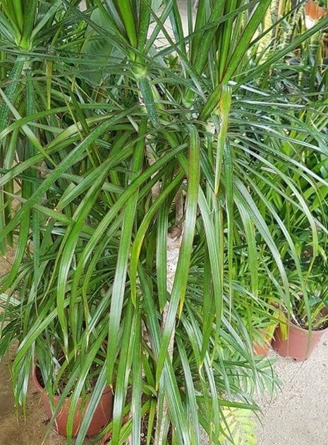 Dracena Marginata, Madagaskar Dragon Ağacı-120 cm 2-3 li Dikim