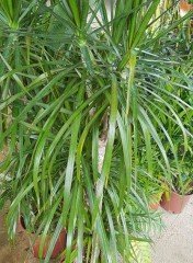 Dracena Marginata, Madagaskar Dragon Ağacı-120 cm 2-3 li Dikim