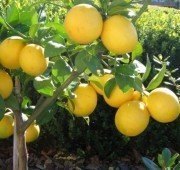 Jumbo Limon (Dev yediveren) Fidanı 90-120 cm