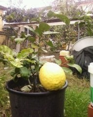 Jumbo Limon (Dev yediveren) Fidanı 90-120 cm