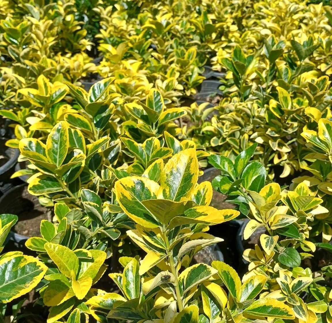 Gold Taflan - Sarı Çit Bitkisi 40-60 cm