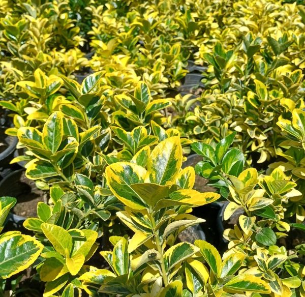 Gold Taflan - Sarı Çit Bitkisi 40-60 cm