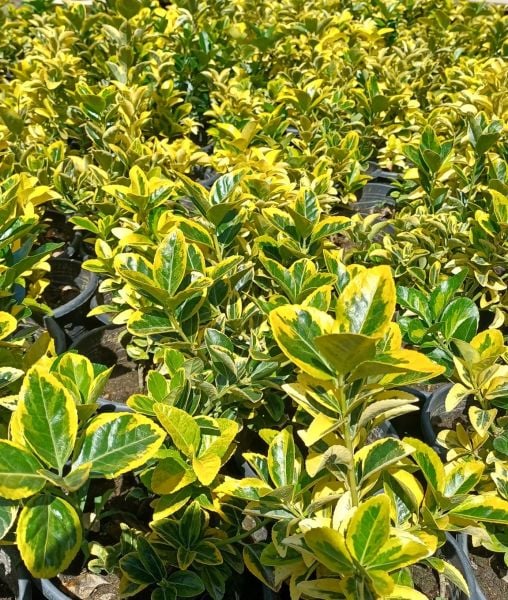 Gold Taflan - Sarı Çit Bitkisi 40-60 cm