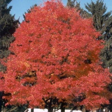 Acer Saccharum-Şeker Akçaağaç Fidanı 120-140 cm