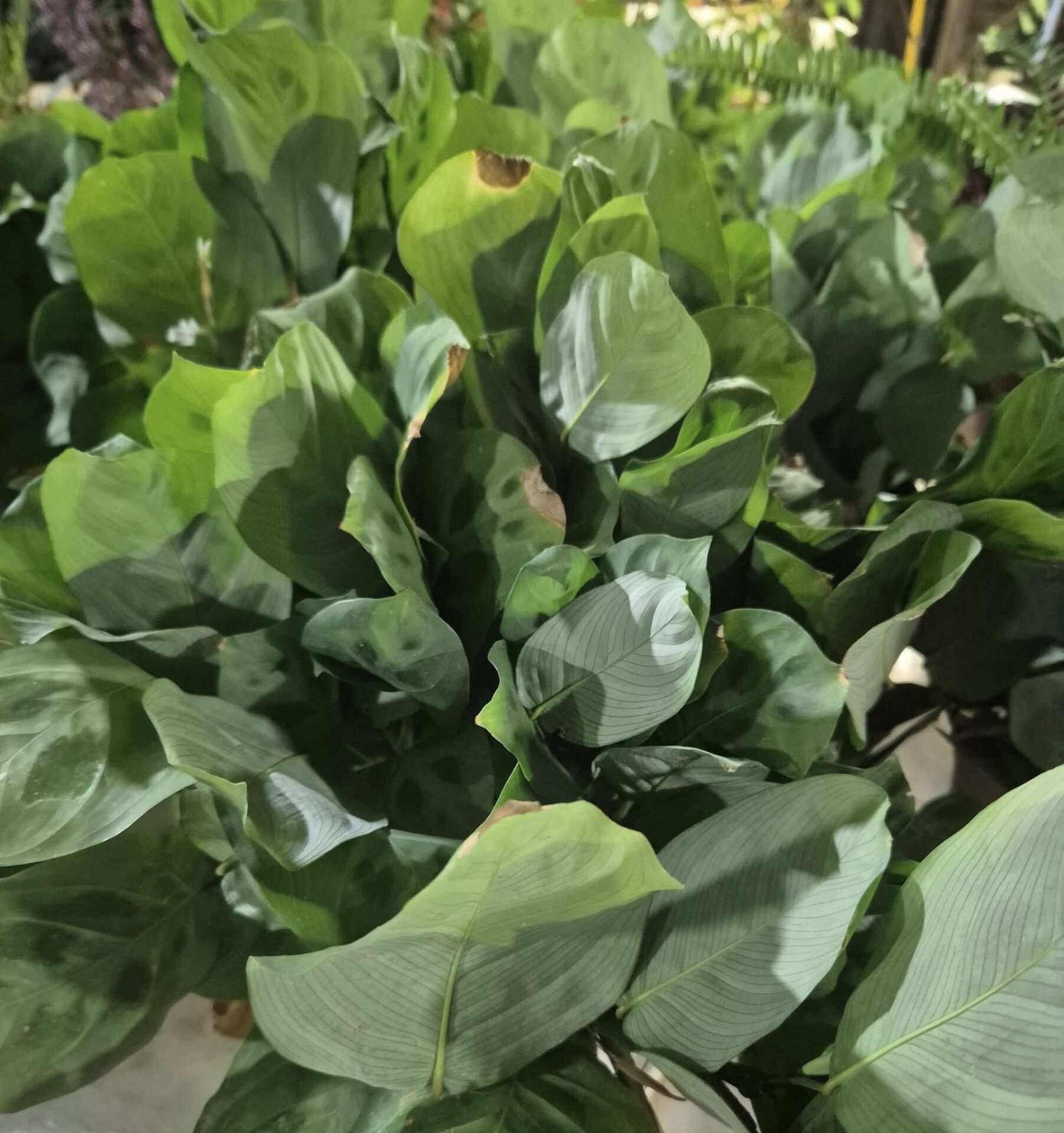 Maranta Leuconeura-Bodur Dua Çiçeği- Bol Kardeşli