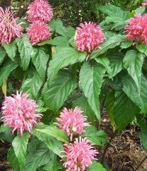 Jakobinya ( Jakabonia-Justucia Carnea) 20 cm