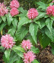 Jakobinya ( Jakabonia-Justucia Carnea) 20 cm