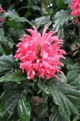 Jakobinya ( Jakabonia-Justucia Carnea) 20 cm