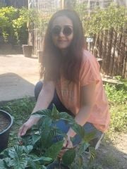 Jakobinya ( Jakabonia-Justucia Carnea) 20 cm