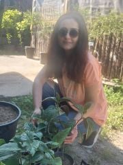 Jakobinya ( Jakabonia-Justucia Carnea) 20 cm