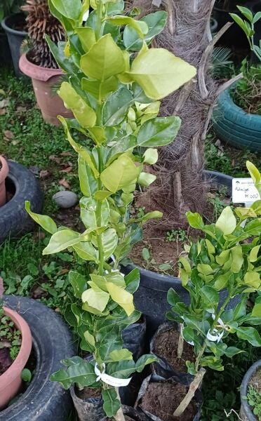 Kaffir Lime Fidanı (Dikensiz-Kültür Çeşit) Anaç Fidan 100 cm