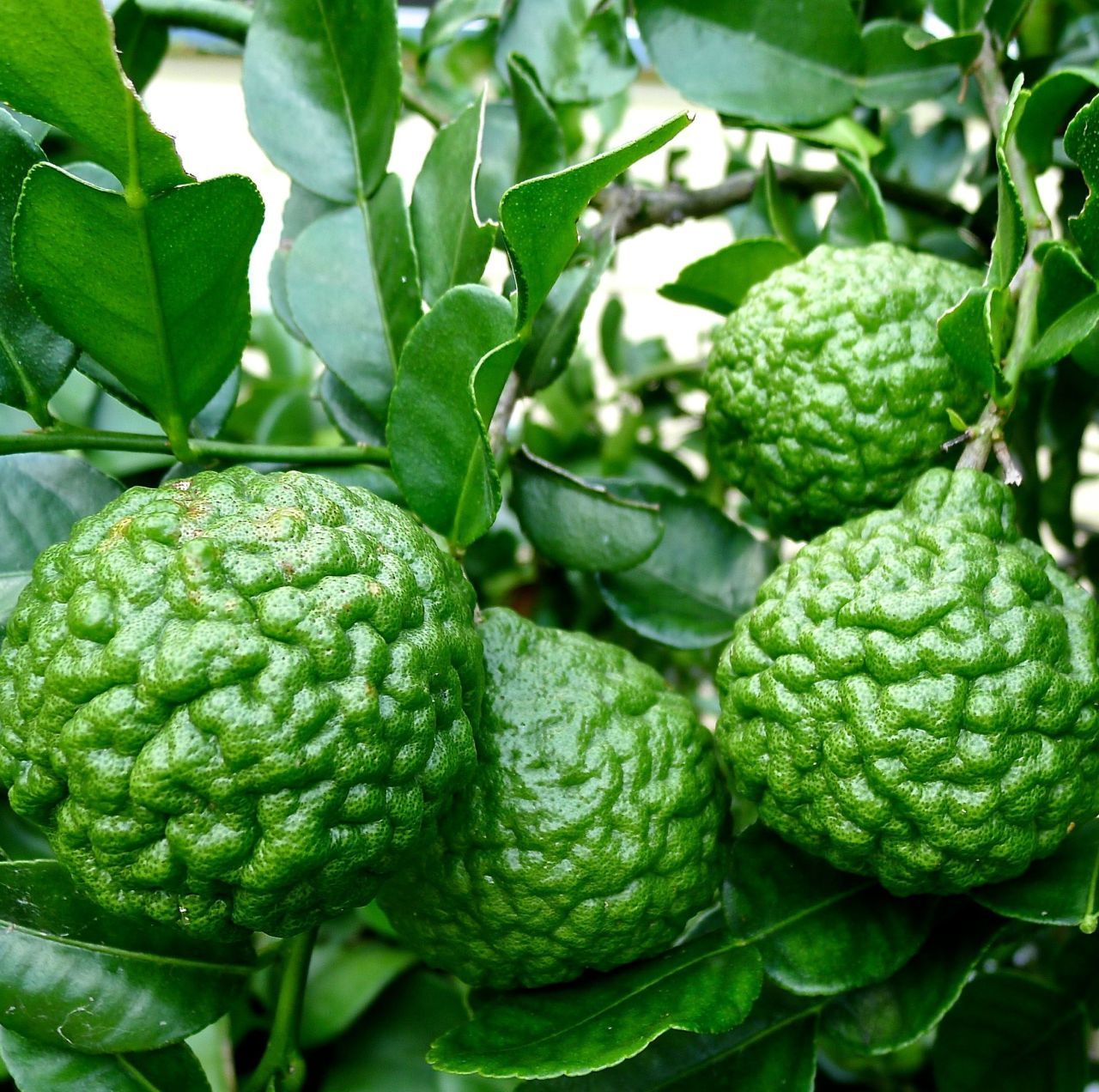 Kaffir Lime Fidanı (Dikensiz-Kültür Çeşit) Anaç Fidan 100 cm