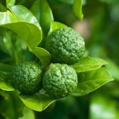 Kaffir Lime Fidanı (Dikensiz-Kültür Çeşit) Anaç Fidan 100 cm