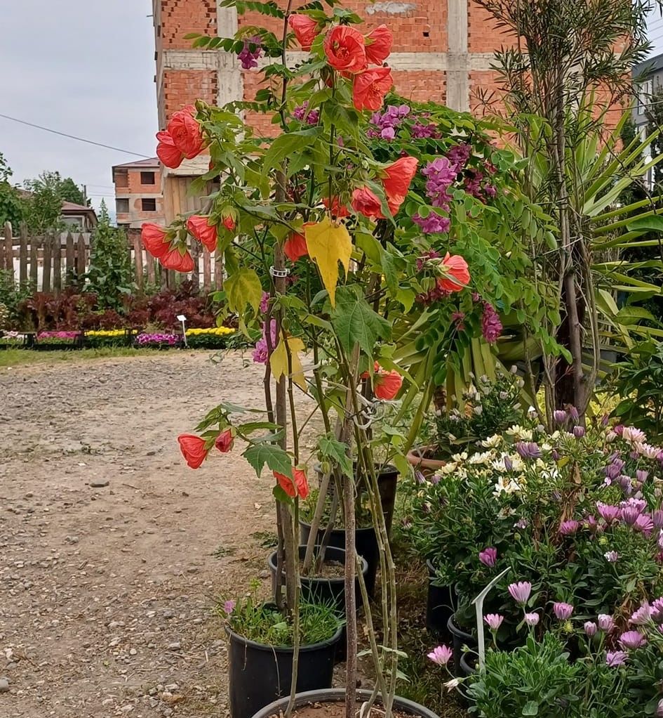 Abutulion Kırmızı Fidanı 130 cm