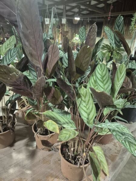kalatya-Calathea Rufibarba Wavestar-Bol Kardeşli-Boylu Çeşit