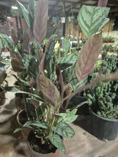 kalatya-Calathea Rufibarba Wavestar-Bol Kardeşli-Boylu Çeşit