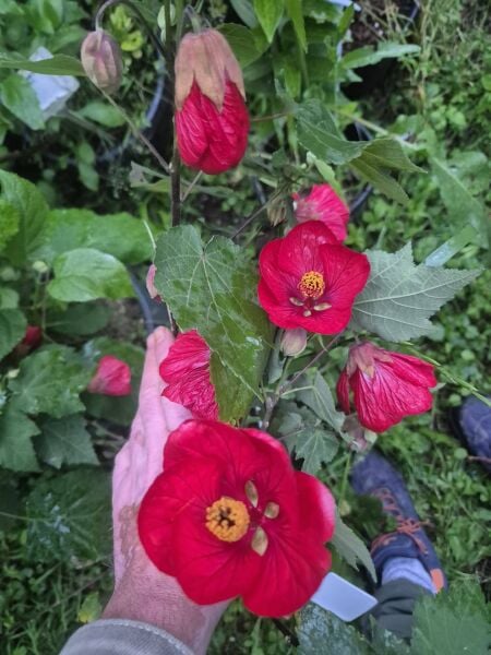 Kızıl Abutulion Fidanı 30 cm