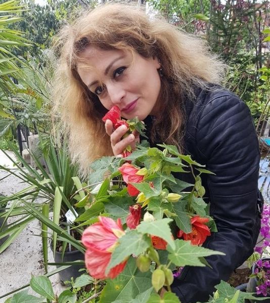 Abutulion Kırmızı Fidanı 130 cm