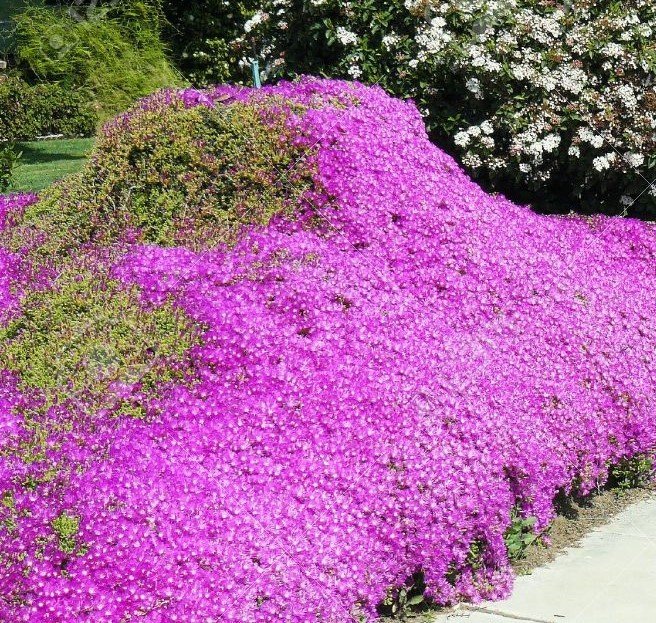 Drosanthemum floribundum Acem Halısı-20 cm