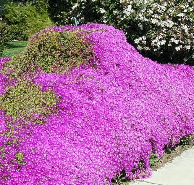 Drosanthemum floribundum Acem Halısı-20 cm