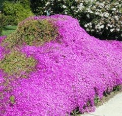 Drosanthemum floribundum Acem Halısı-20 cm