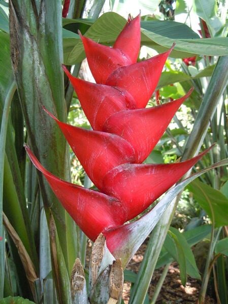 Heliconia Bitkisi Anaç Fidan 30-40 cm