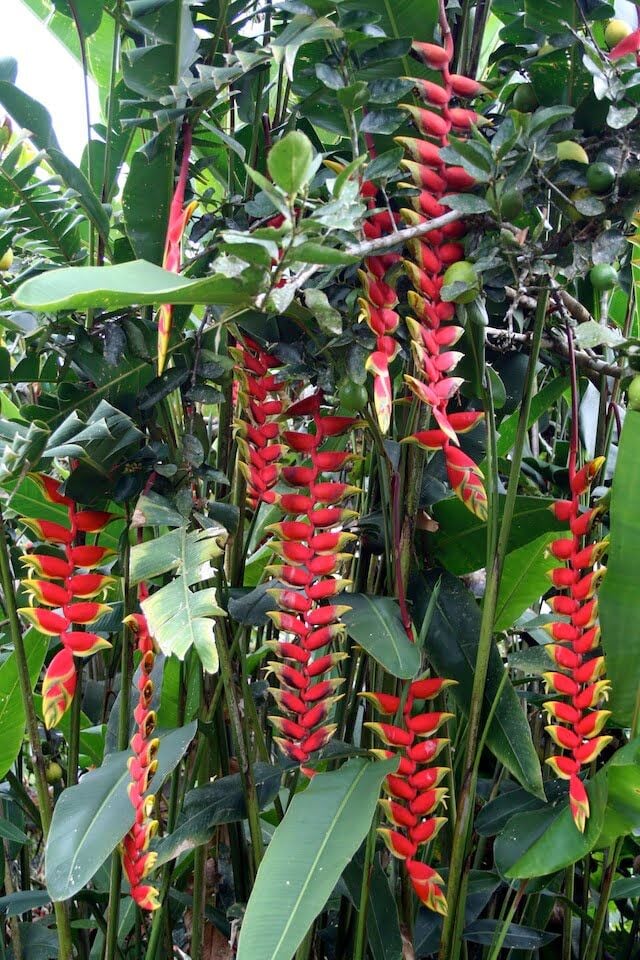 Heliconia Bitkisi Anaç Fidan 30-40 cm
