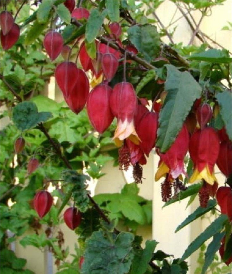 Sarmaşık Abutulion Fidanı 20-40 cm